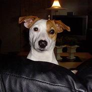 Jack russell terrier Zenta