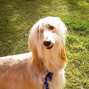 Afghansk mynde Sonny