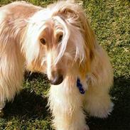 Afghansk mynde Sonny