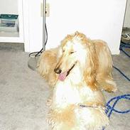 Afghansk mynde Sonny