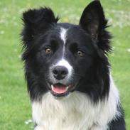 Border collie kay RIP 2017