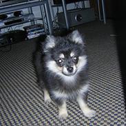 Pomeranian Rex