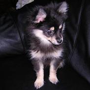 Pomeranian Rex