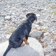 Rottweiler Fia