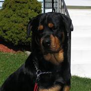 Rottweiler Caleb Hunter *død*