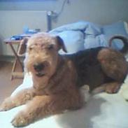 Airedale terrier monty