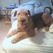 Airedale terrier monty