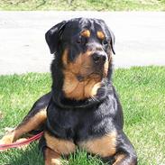 Rottweiler Caleb Hunter *død*