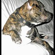 Staffordshire bull terrier ( Engelsk) Murphy