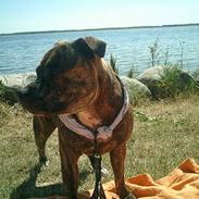 Staffordshire bull terrier ( Engelsk) Murphy