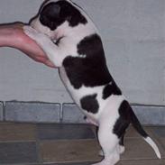 Amerikansk staffordshire terrier khao