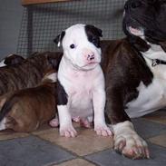 Amerikansk staffordshire terrier khao