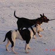 Amerikansk staffordshire terrier khao