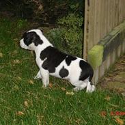 Amerikansk staffordshire terrier khao