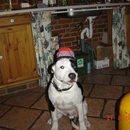 Amerikansk staffordshire terrier khao