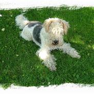 Ruhåret foxterrier Night Hawk/Terrie *Død*