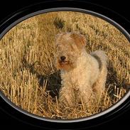 Ruhåret foxterrier Night Hawk/Terrie *Død*