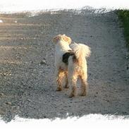 Ruhåret foxterrier Night Hawk/Terrie *Død*