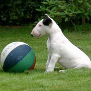 Bullterrier Nimbus