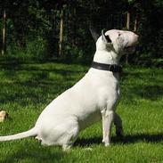 Bullterrier Nimbus