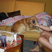 Golden retriever Samson