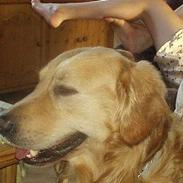 Golden retriever Samson