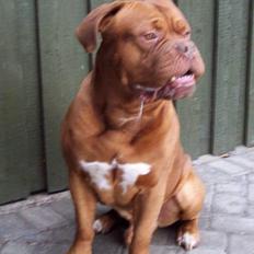 Dogue de bordeaux Valour R.I.P. 