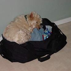 West highland white terrier felix