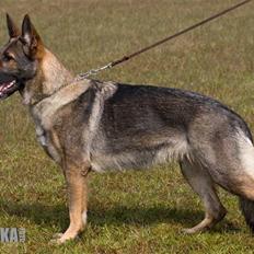 Schæferhund Amagers Chiba