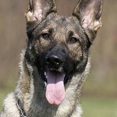 Schæferhund Amagers Chiba