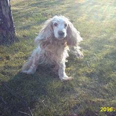 Cocker spaniel Sille