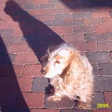 Cocker spaniel Sille