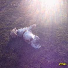 Cocker spaniel Sille