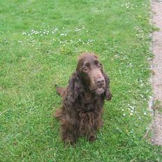 Cocker spaniel Twiggy