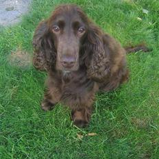 Cocker spaniel Twiggy