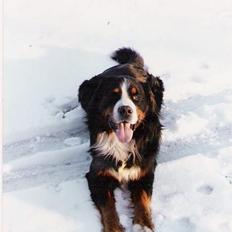 Berner sennenhund Ricky