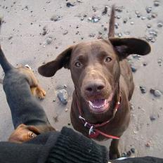 Blanding af racer Maggie