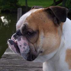 Engelsk bulldog Tsar