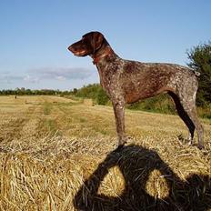 Korthåret hønsehund Frej - R.I.P.