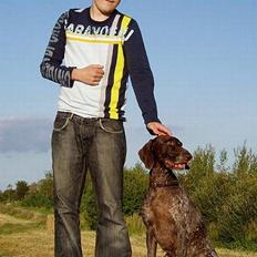 Korthåret hønsehund Frej - R.I.P.