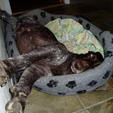 Korthåret hønsehund Frej - R.I.P.