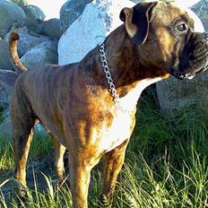 Boxer Bruce 