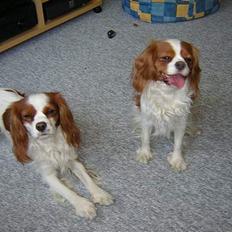 Cavalier king charles spaniel Molly