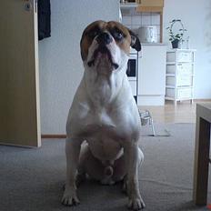 Amerikansk bulldog pablo escobar the bully