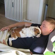 Engelsk bulldog Balder