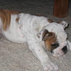 Engelsk bulldog Balder