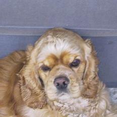 Amerikansk cocker spaniel Buffie