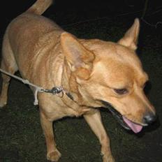 Blanding af racer * Mille *