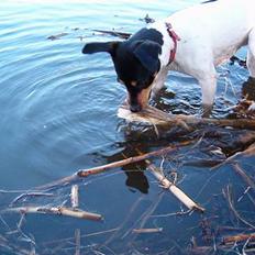 Dansk svensk gaardhund sille himmelhund