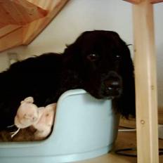 Cocker spaniel Gustav